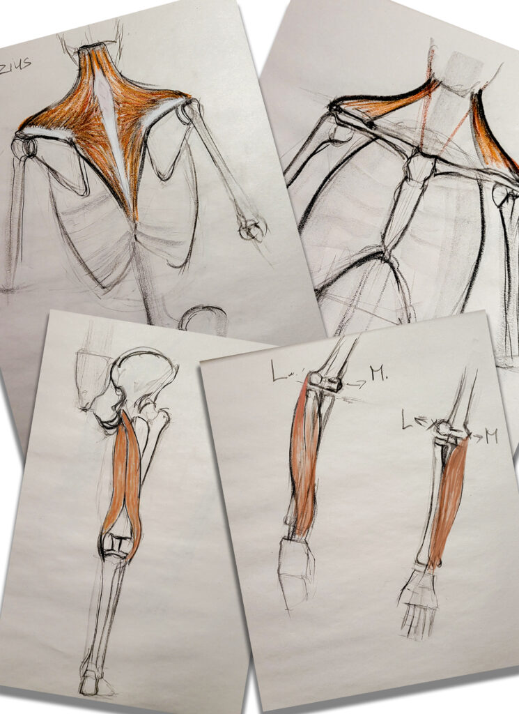 Csaba Tibor Palotas - anatmomy- drawings